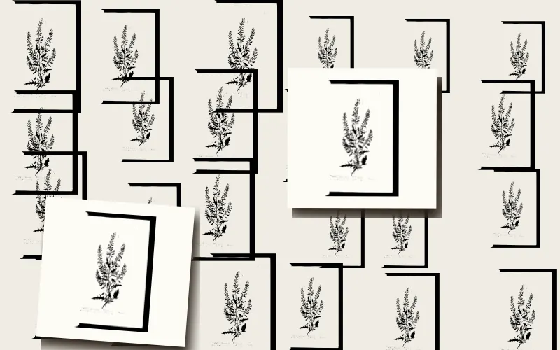 A Curious Herbal: Five Hundred Cuts