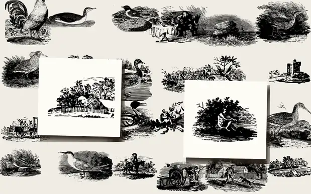 A History of British Birds