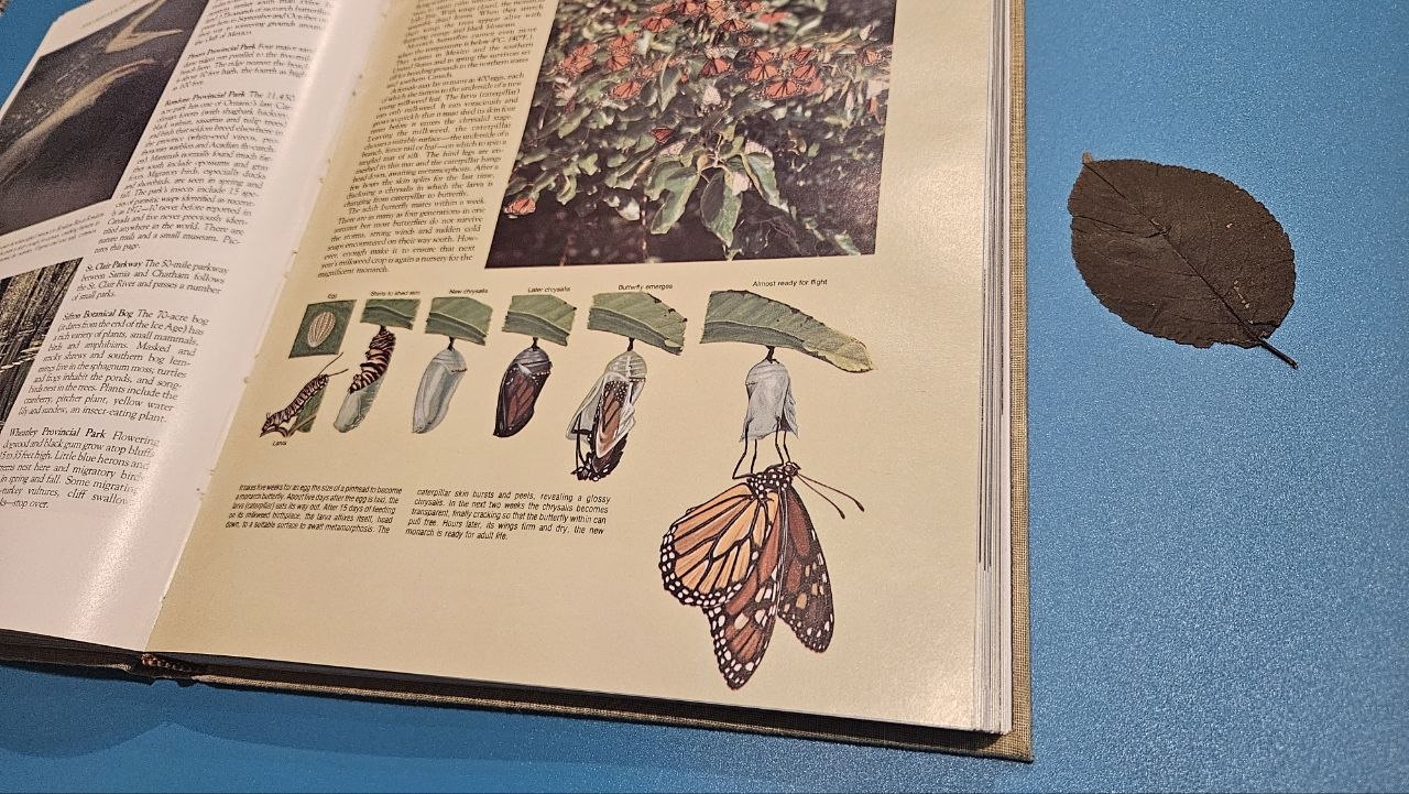 Un libro ilustrado abierto, listo para escanear