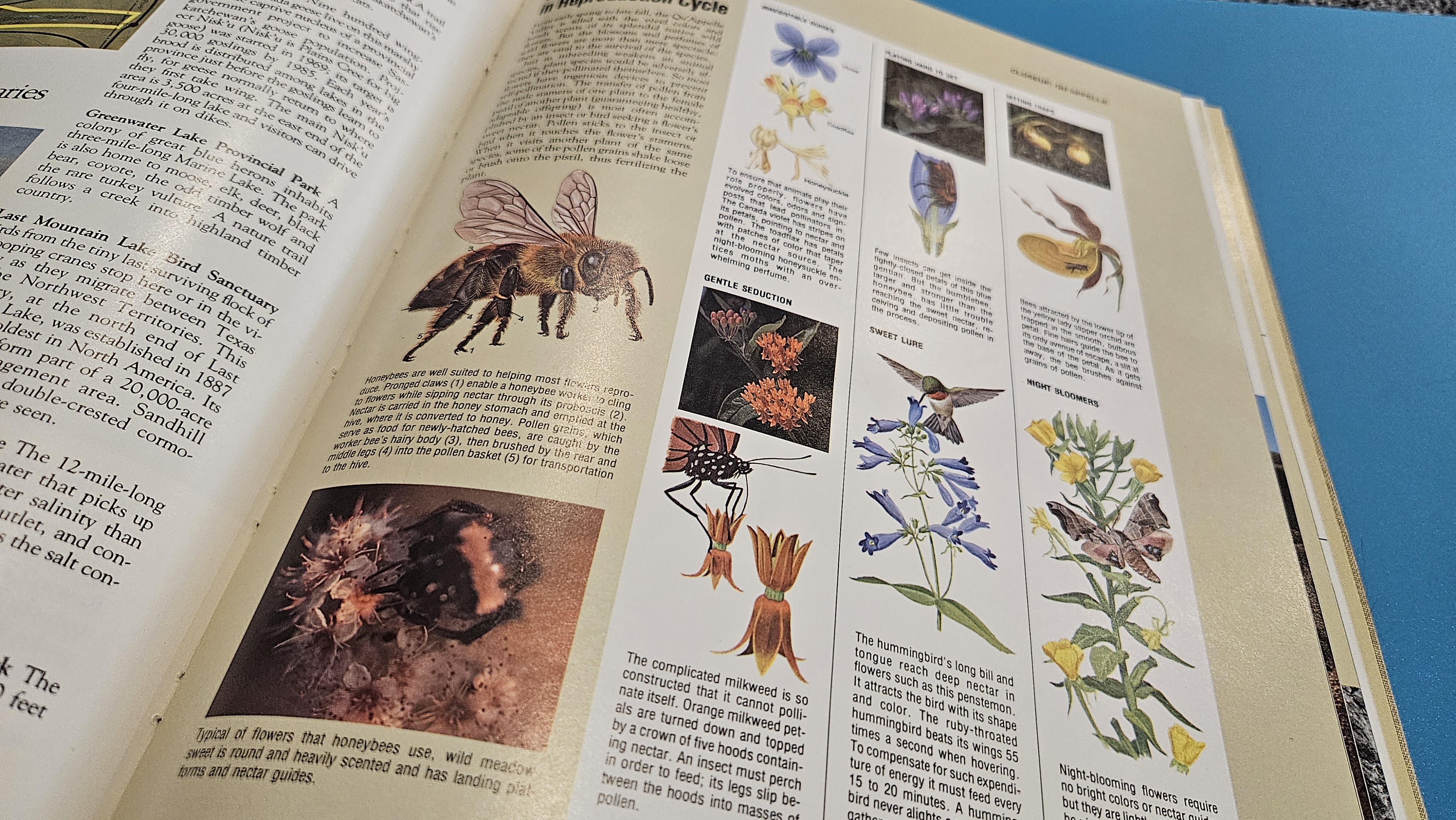 Una lámina botánica abierta con pies de imagen impresos bajo la ilustración